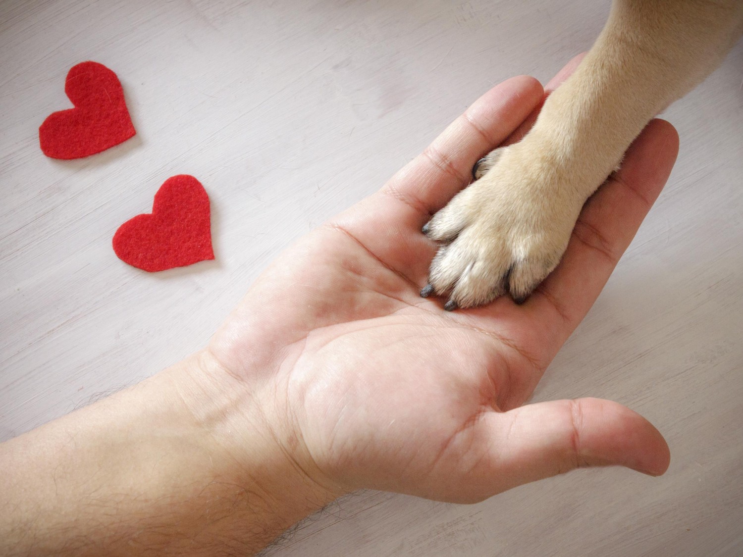 Dog Paw in Hand