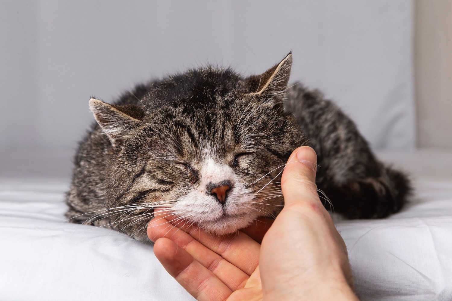 Senior cat Senior cat
