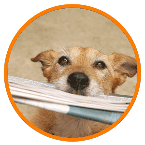 Dog with Newspaper