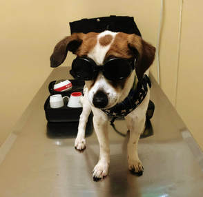 Dog Cat Laser Therapy