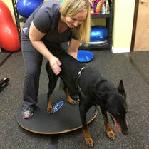 Physical Therapy for Dogs