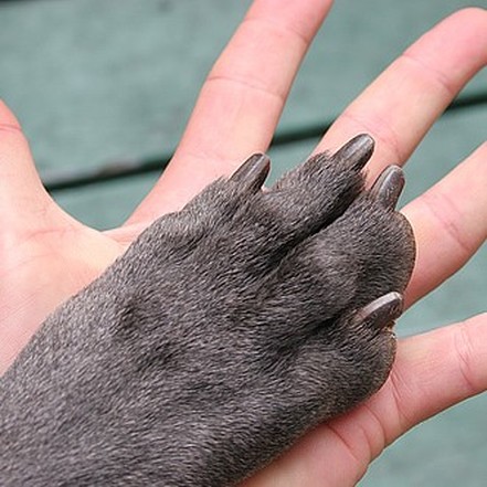 Dog Paw in Hand
