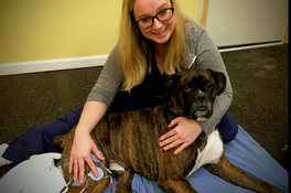 Canine Rehabilitation e-stim therapy