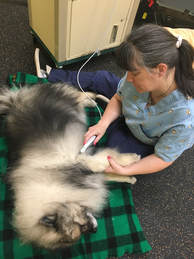 Rehabilitation for Dogs - Ultrasound Therapy