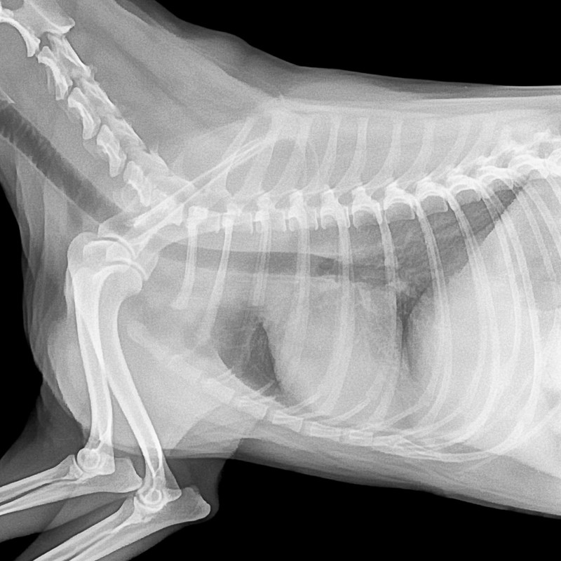 Canine X-Ray